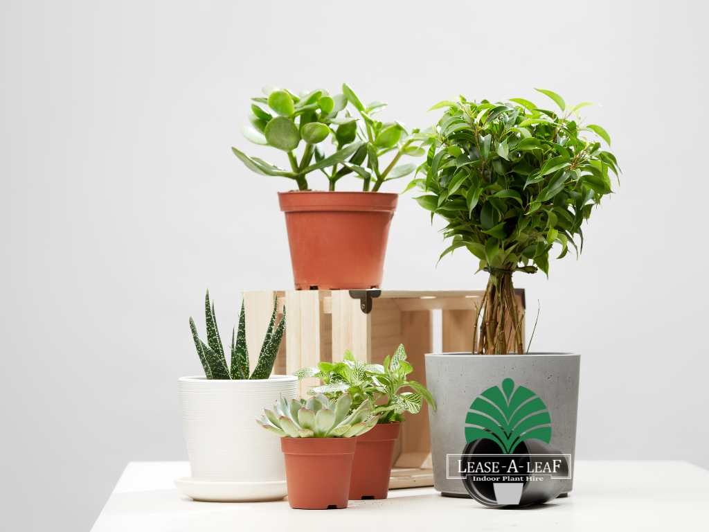 Plant Hire Sydney