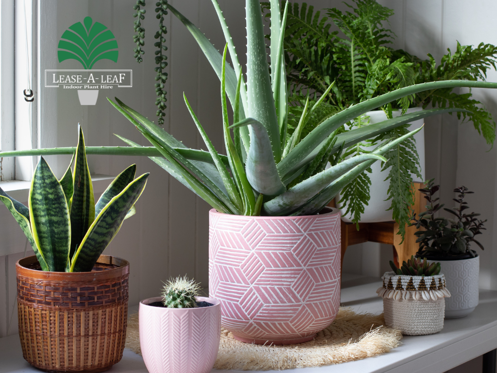 indoor plants hire sydney