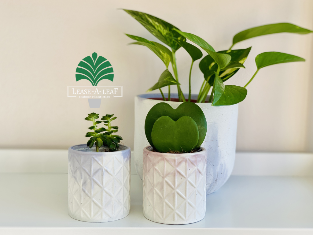 Hire Plants in Sydney