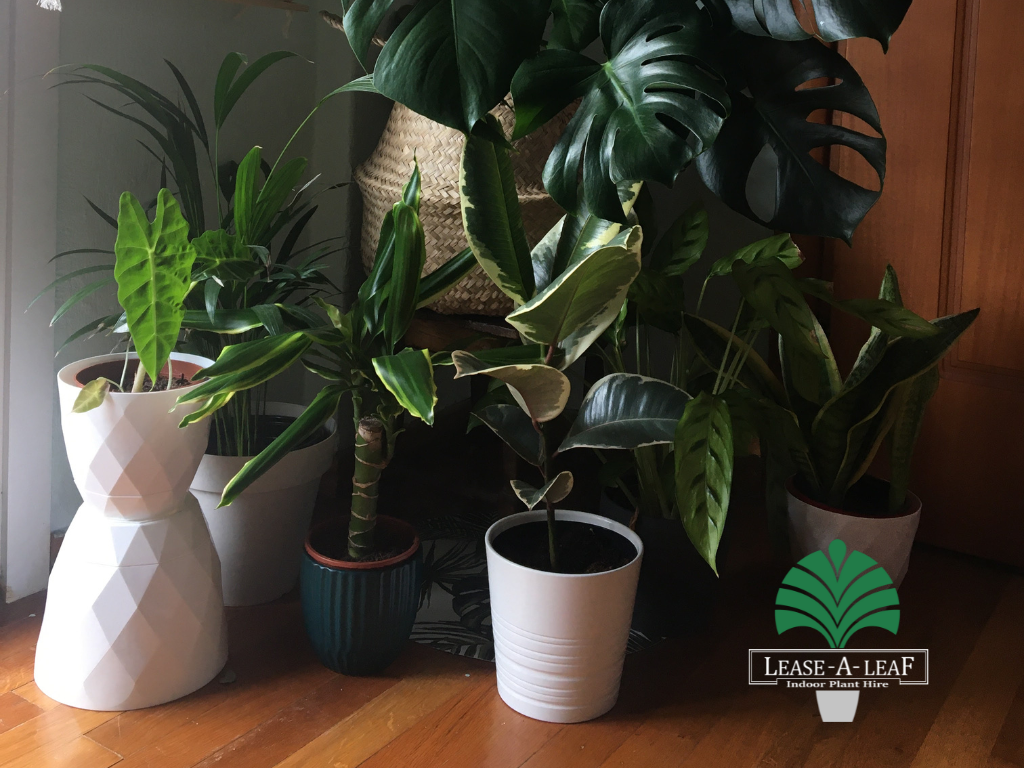 plants to hire