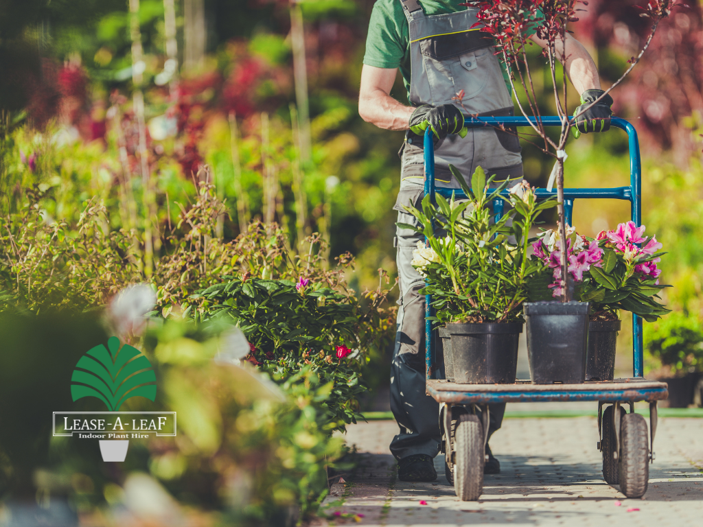 Chestwood Indoor plant hire