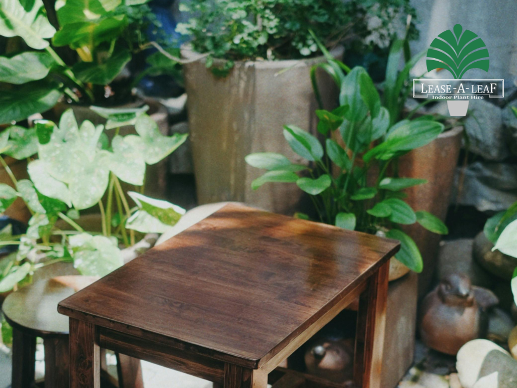 Indoor plant hire